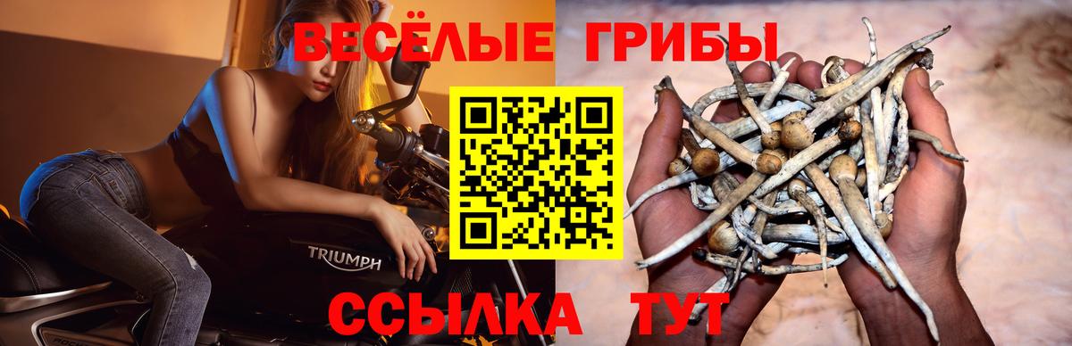 Алейск  Псилоцибиновые грибы ЛСД  Вход с VPN 